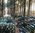 Christmas Trees