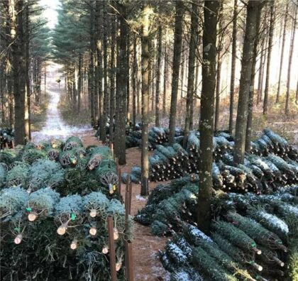 Christmas Trees